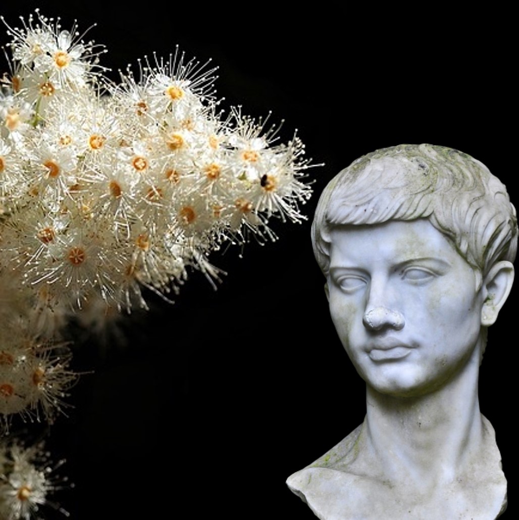 click here to play Episode 52, white flowers die.